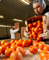 Tomato Repacking