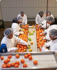 Tomato Repacking