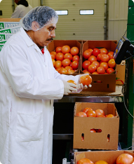 Tomato Repacking